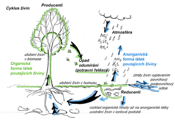 Koloběh látek v přírodě. Obdobně stručné popisy koloběhu látek v přírodě najdete v učebnicích přírodopisu už na základních školách. 