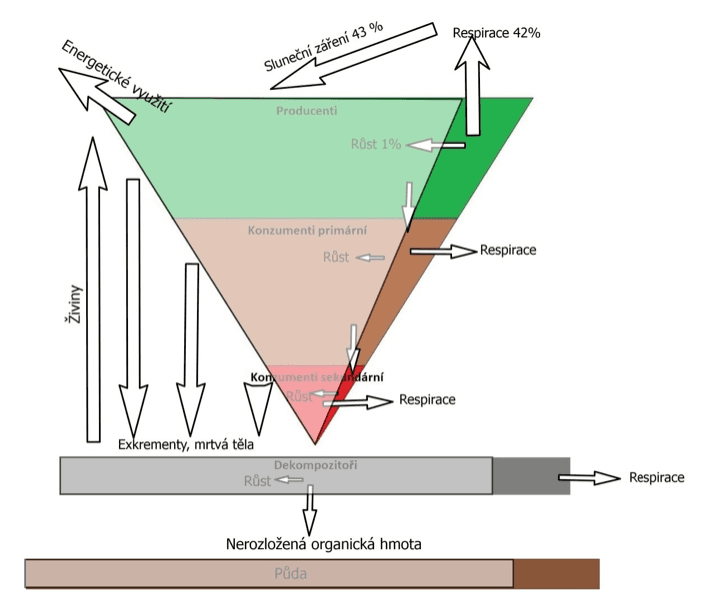 Tok energie v ekosystému ochuzeném odebíráním biomasy pro energetické využití.